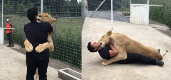 طبيب يفاجئ لبؤة في عيد ميلادها وما فعلته اللبؤة لا يصدق... فيديو