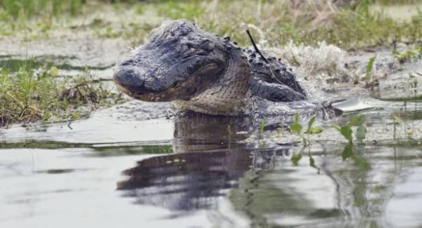 تمساح يلتهم لاعب كرة قدم مشهور