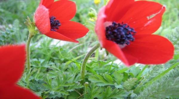 بدء الاعتدال الربيعي