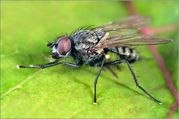 الأمانة تكافح الذباب استعدادا للقمة