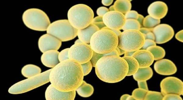 انتشار فطريات قاتلة في الولايات المتحدة