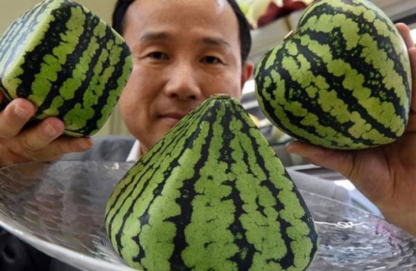 بطيخ فاخر بـ27 ألف دولار وحبة فراولة بـ4 آلاف دولار فقط في اليابان