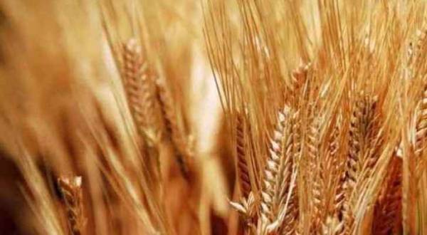 الأردن يطرح مناقصة لشراء 50 ألف طن من القمح