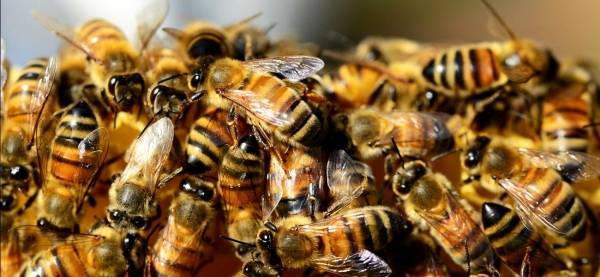 بالفيديو.. سرب نحل يعاقب فريق من راكبي الدراجات في أسبانيا