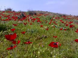 طقس ربيعي اليوم وغدا وارتفاع الحرارة الاربعاء