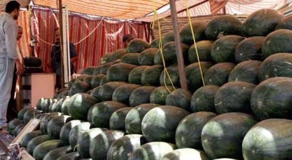 أمانة عمّان تتوعد بإزالة معرشات البطيخ المخالفة