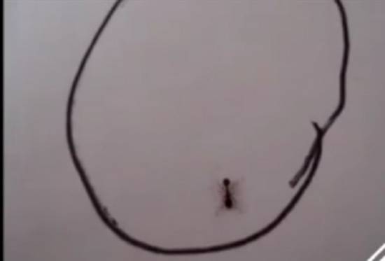 فيديو لنملة يجتاح الانترنت