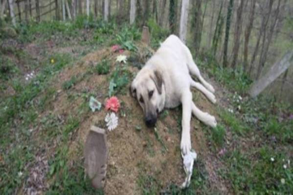 فيديو: كلب يزور صاحبه المتوفى كل يوم منذ عام