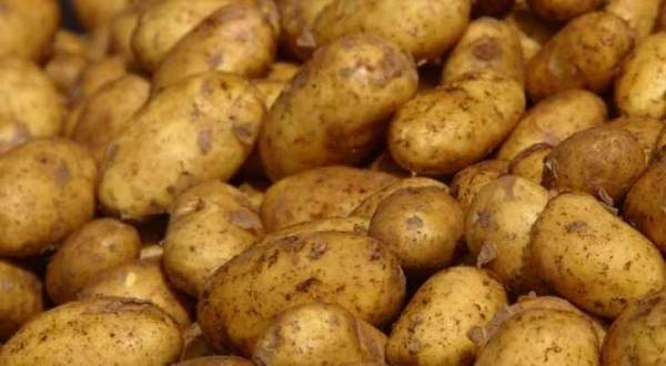 المفرق: ضبط طنين من البطاطا غير الصالحة للاستهلاك