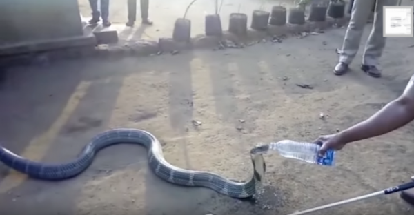 بالفيديو.. ثعبان كوبرا بطول 12 قدم يتحول لحيوان اليف بسبب العطش!