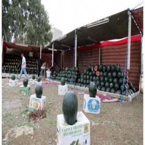 مطالبات بحصة للمزارعين من تراخيص معرشات البطيخ