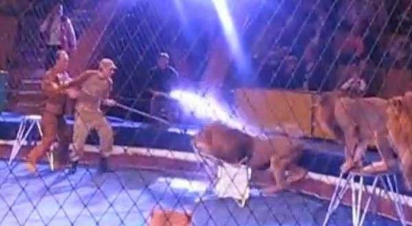 بالفيديو.. أسد يهاجم مدرب سيرك في أوكرانيا