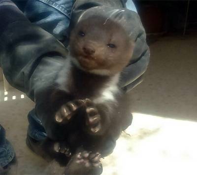 العثور على حيوان مهدد بالانقراض في إربد