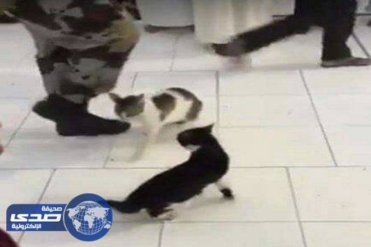 فيديو طريف .. خلاف حاد بين قطين في الحرم المكي و الأمن يتدخل