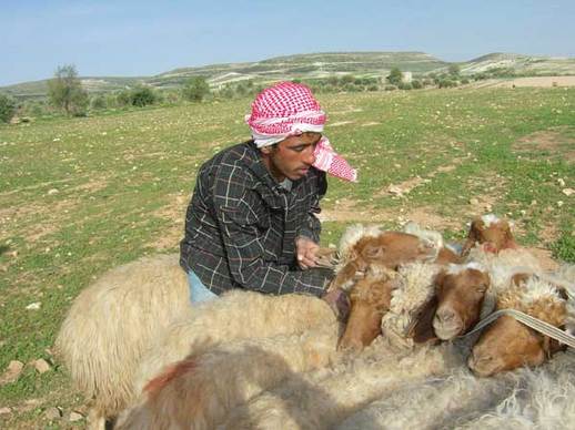 اشتراط طبيب بيطري لترخيص المزارع