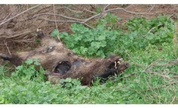 خنازير إسرائيل تجتاح غور الأردن ومنع صيدها يضر بمصالح المزارعين