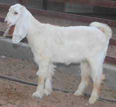 بيع تيس وعنزة بـ 100 ألف دولار في السعودية..(فيديو)