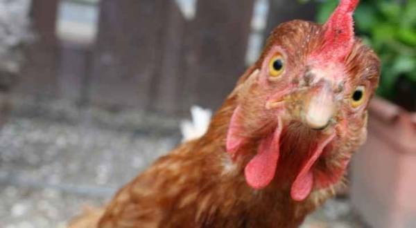 أسوأ وباء في التاريخ قد يعود بشكل جديد