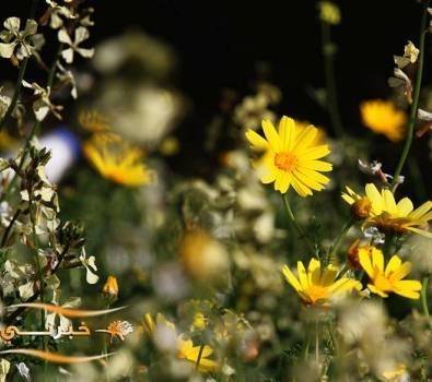 أجواء ربيعية الجمعة والسبت