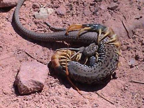 شاهد| معركة شرسة بين ثعبان وأم أربعة وأربعين.. والنتيجة كانت غير متوقعة !