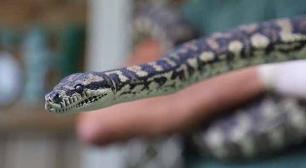 إدخال ثعبان مدمن لعلاجه بمركز إعادة تأهيل في أستراليا