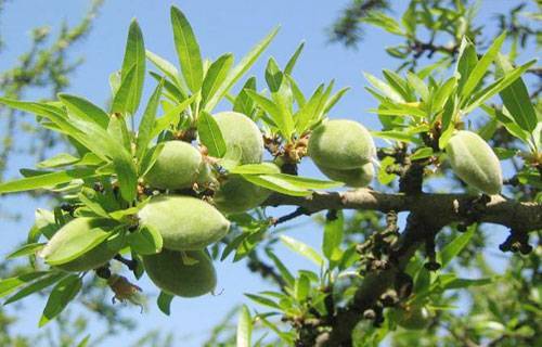 تناول اللوز الأخضر لحرق الدهون