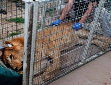 حيوانان نجيا من داعش ينقلان للأردن