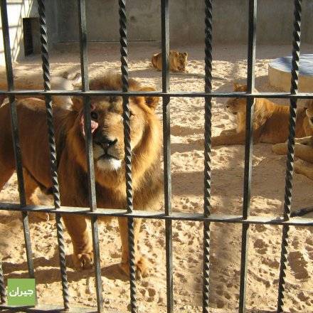 مصدر لـ(أخبار البلد)رفع سعر تذكرة دخول حدائق الحيوان ..من دينار إلى 3دنانير