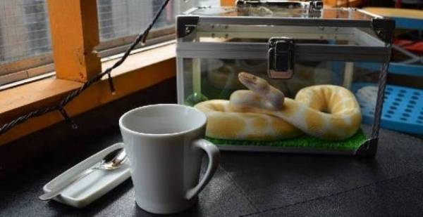 بالفيديو.. ثعبان يغزو أحد مقاهي الانترنت!