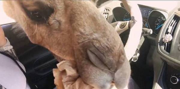 بالفيديو.. ردة فعل فتاة فاجأها جمل ضخم برأسه داخل السيارة