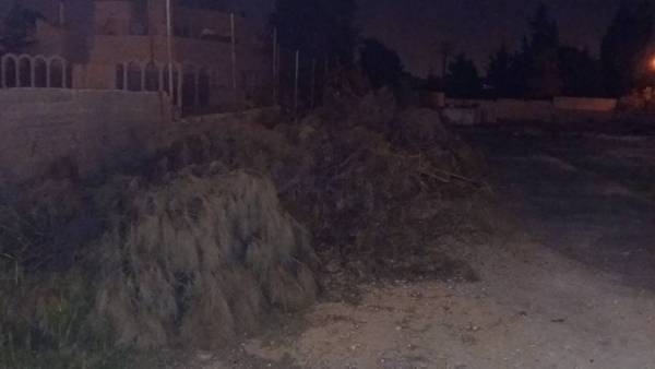 قطع ٣٠ شجرة من رصيف الدوار الخامس (صور)