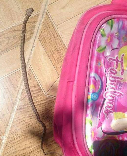 العثور على افعى في حقيبة طالبة .. صور