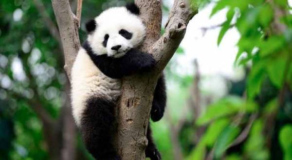 الباندا صعب الإرضاء في علاقاته العاطفية!