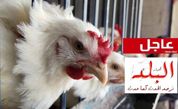 مصدر يُرجّح لـ أخبار البلد (إرتفاع أسعار الدجاج 30 قرشاً للكيلو  في رمضان)