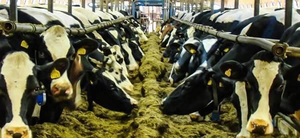 شاب أهان والدته .. فكانت عقوبته غريبة وصادمة !