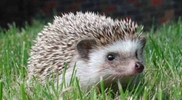 أكل (القنافذ) يثير الجدل في السعودية  فيديو