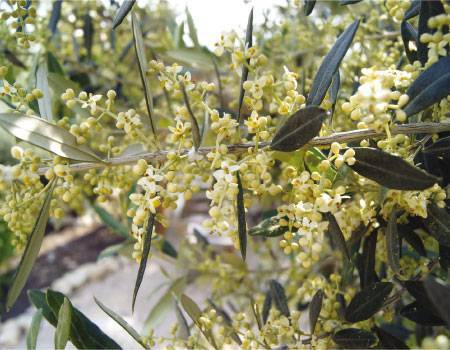 حساسية الزيتون... الأسباب والعلاج