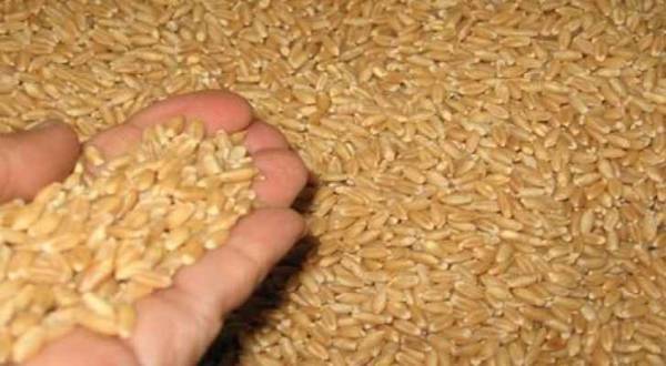 الغذاء والدواء: شحنة القمح الاخيرة صالحة للاستهلاك البشري