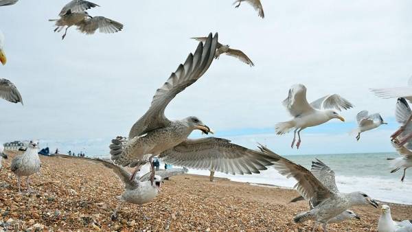 بلدات بريطانية تحارب رعب طيور النورس