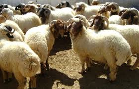 ضبط عملية تهريب مخدرات بشحنة أغنام في المفرق