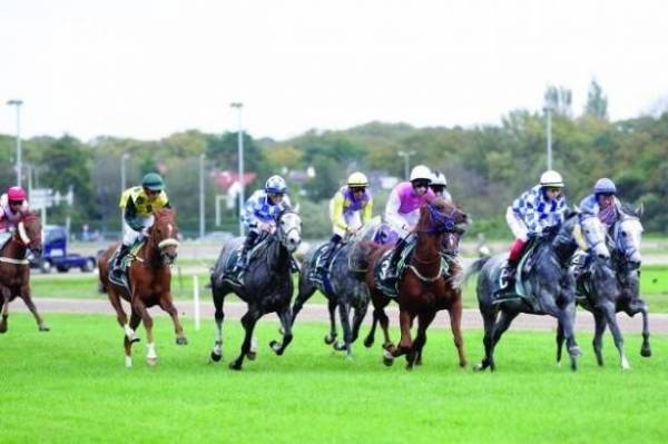 إفتتاح مهرجان بن زايد للخيول العربيّة