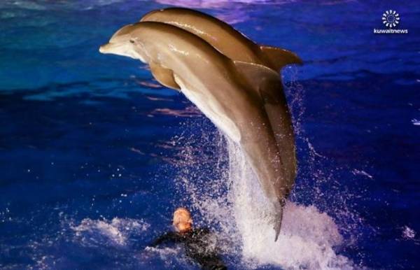 فرنسا تحظر عروض الدلافين في الأسر