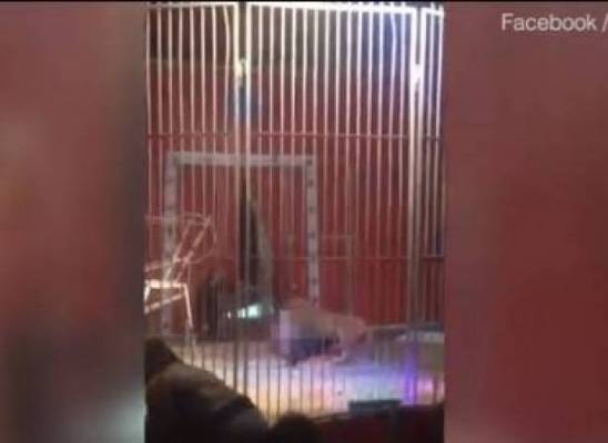 بالفيديو: عرضٌ يتحول إلى فاجعة مروعة.. أسد ينقضُّ على مدربه!