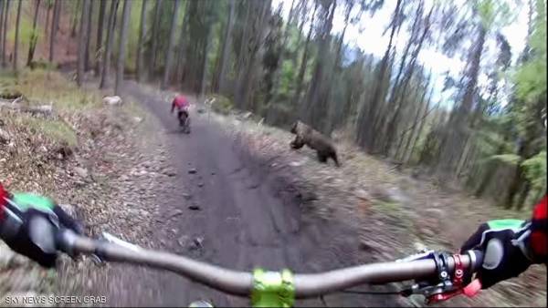 لهجوم دب غاضب على راكب دراجات يحقق ملايين المشاهدات