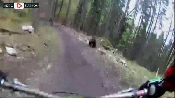 فيديو| دب غاضب يهجم على أحد راكبي الدراجات ويحقق ملايين المشاهدات