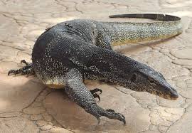 الدفاع المدني في الزرقاء يتدخل بقتل حيوان غربب تسلل الى احد المنازل...فيديو