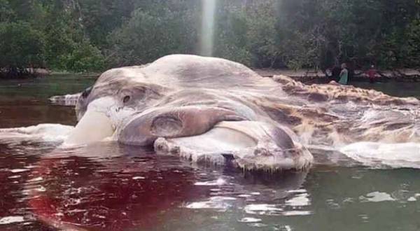 حل لغز جثة العملاق البحري الغامض في إندونيسيا