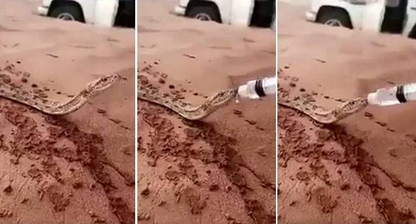 فيديو: في مشهد عجيب.. رجل يسقي ثعبانا عن طريق حقنة ملأها له بالمياه