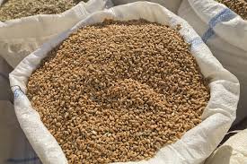 لجان استلام الحبوب تبدأ باستلام انتاج المزارعين الاحد