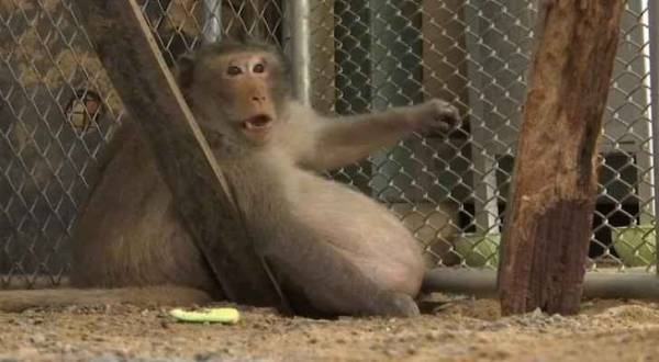 حمية غذائية لقرد بسبب التهامه وجبات السائحين  فيديو